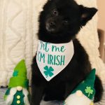 Pet Me I'm Irish Dog Bandana Pet Me I’m Irish Dog Bandana